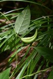 genus Vincetoxicum. Часть побега с плодом. Республика Адыгея, Майкопский р-н, окр. пос. Каменномостский, средняя часть ущелья р. Мишоко, 6 м от реки, теневой участок широколиственного леса. 18 августа 2023 г.
