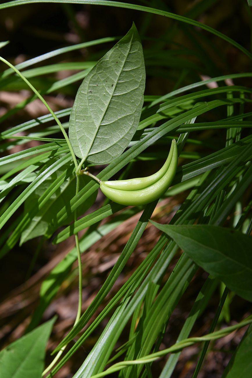 Image of genus Vincetoxicum specimen.