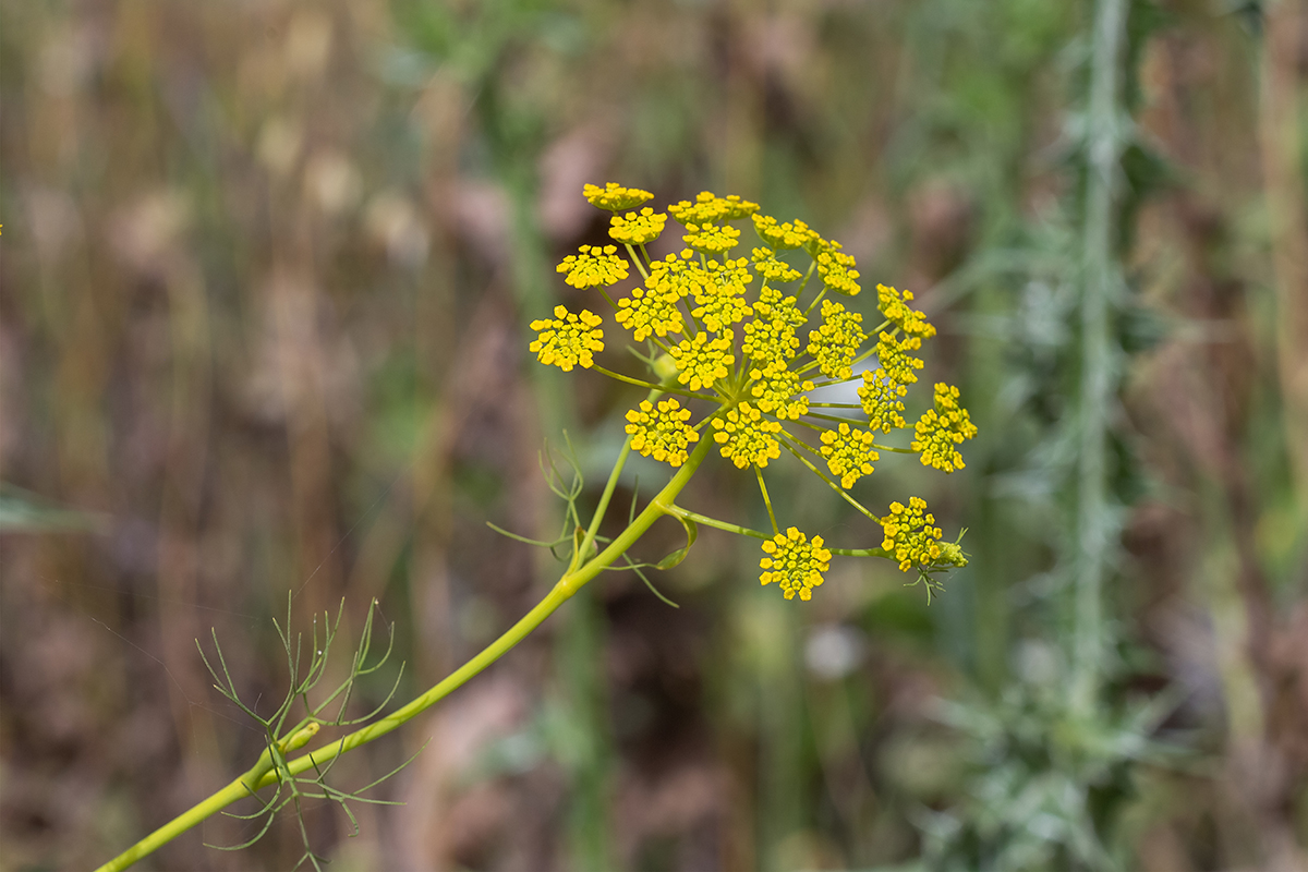 Image of Ridolfia segetum specimen.