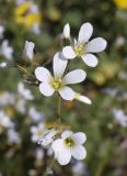 Saxifraga granulata. Цветки (слева - прицепившийся плод Taraxaum). Испания, автономное сообщество Каталония, провинция Жирона, комарка Ла Гарроча, муниципалитет Сан-Фелиу-де-Пальеролс, 1050 м н.у.м., опушка буково-берёзового леса, разнотравное сообщество на уступе скалы. 19.04.2024.