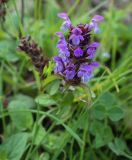 Prunella vulgaris