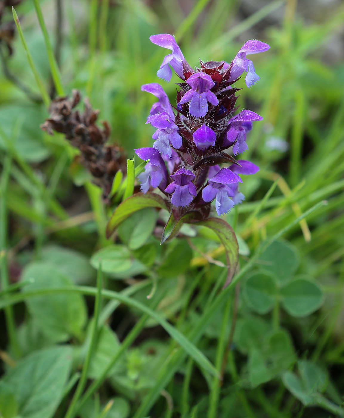 Image of Prunella vulgaris specimen.