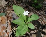 Trientalis europaea
