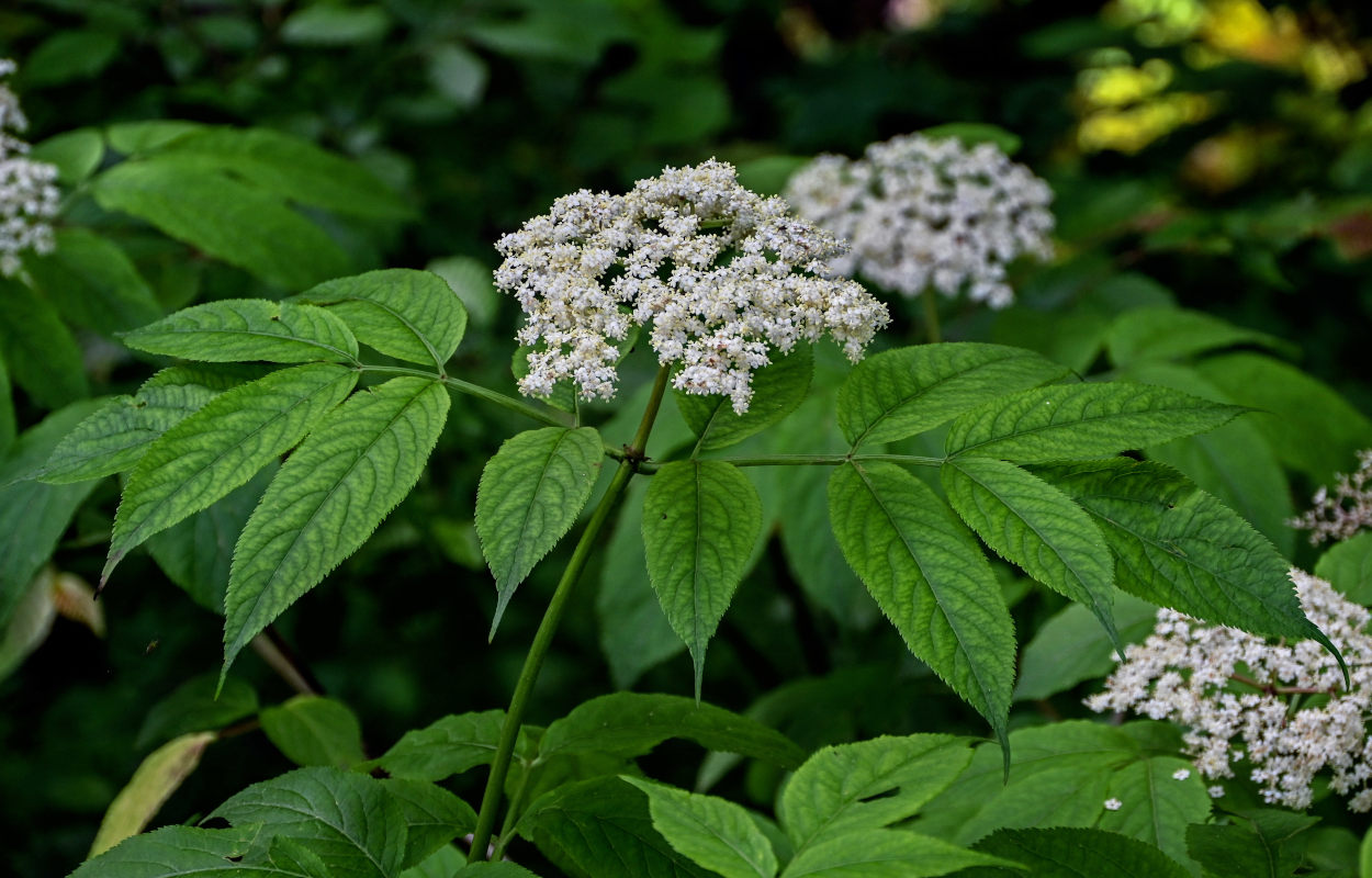 Изображение особи Sambucus nigra.