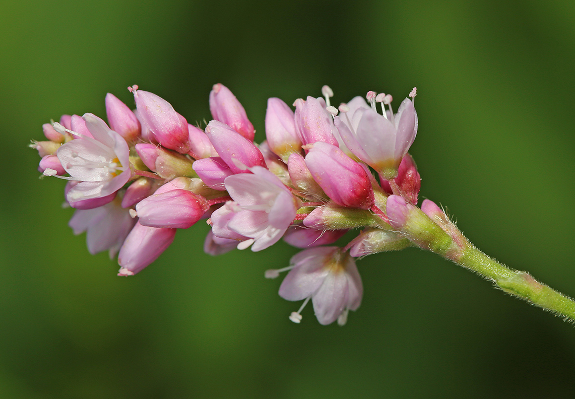 Image of Persicaria pilosa specimen.