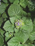 Ageratum houstonianum