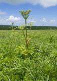 Agasyllis latifolia