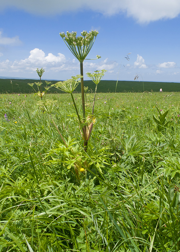 Image of Agasyllis latifolia specimen.