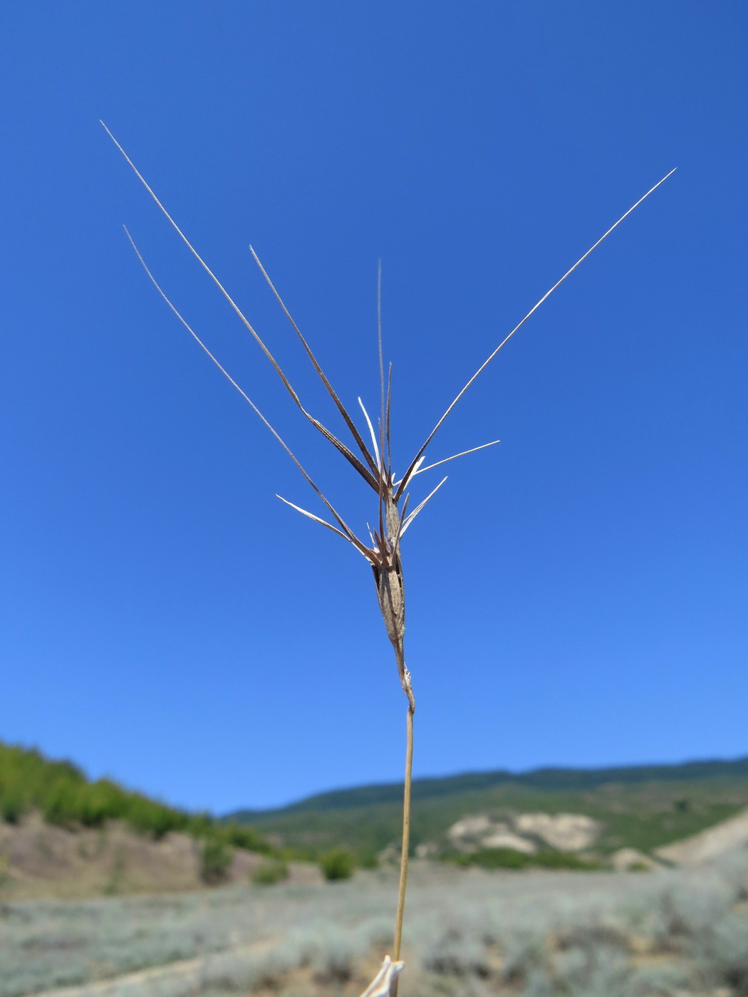 Image of Aegilops biuncialis specimen.