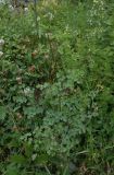 род Thalictrum