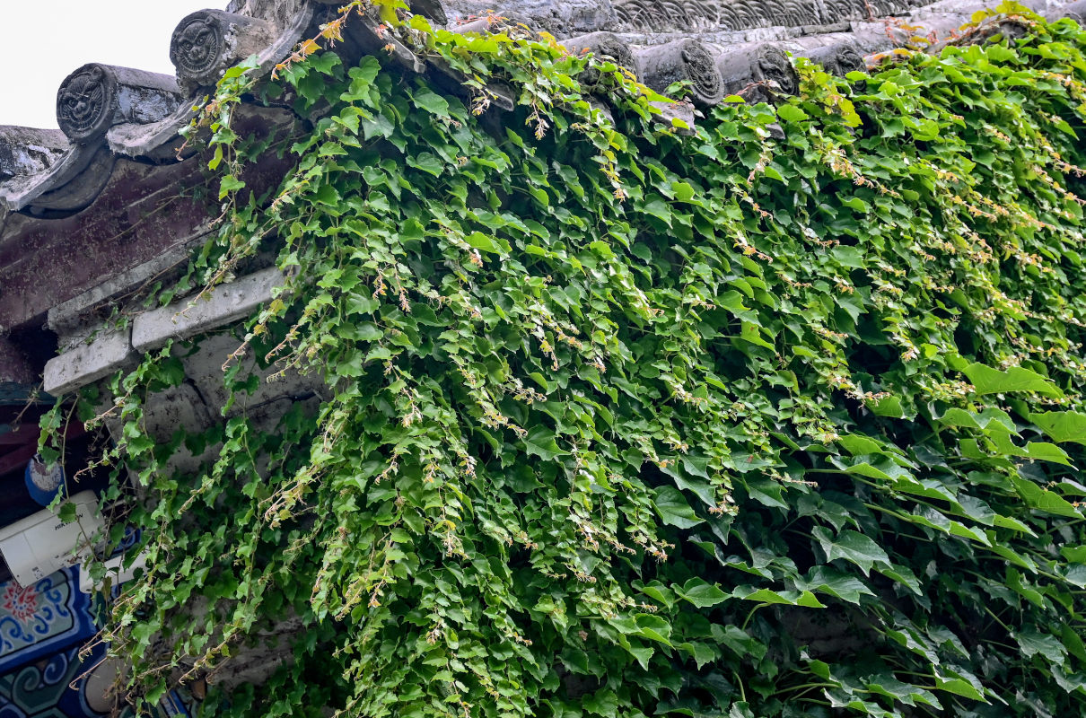 Image of Parthenocissus tricuspidata specimen.