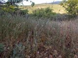 Xeranthemum cylindraceum