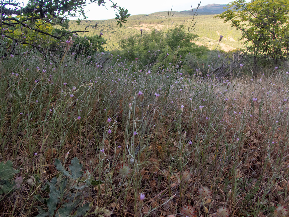 Изображение особи Xeranthemum cylindraceum.