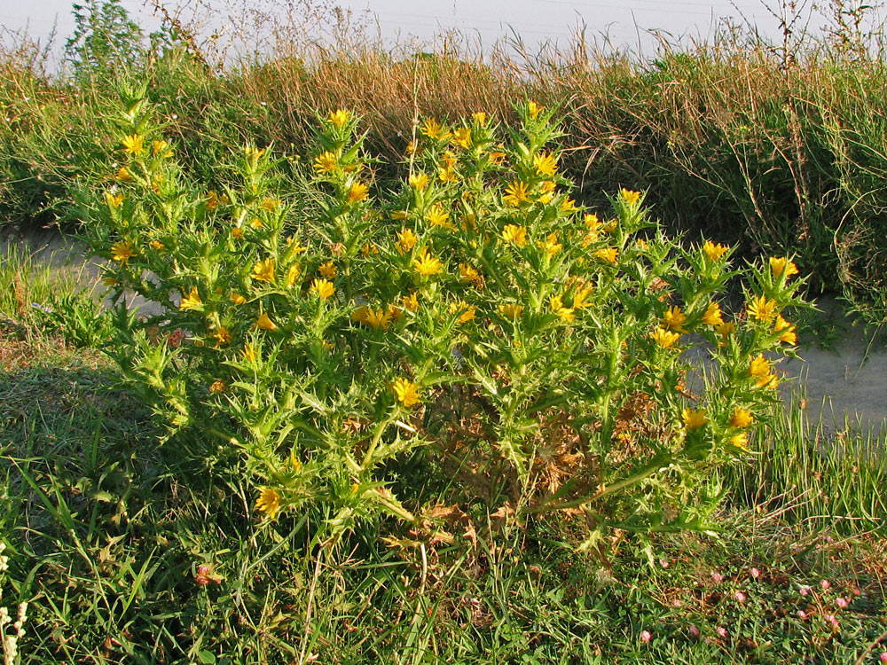 Изображение особи Scolymus hispanicus.