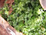 семейство Mniaceae