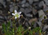 семейство Caryophyllaceae