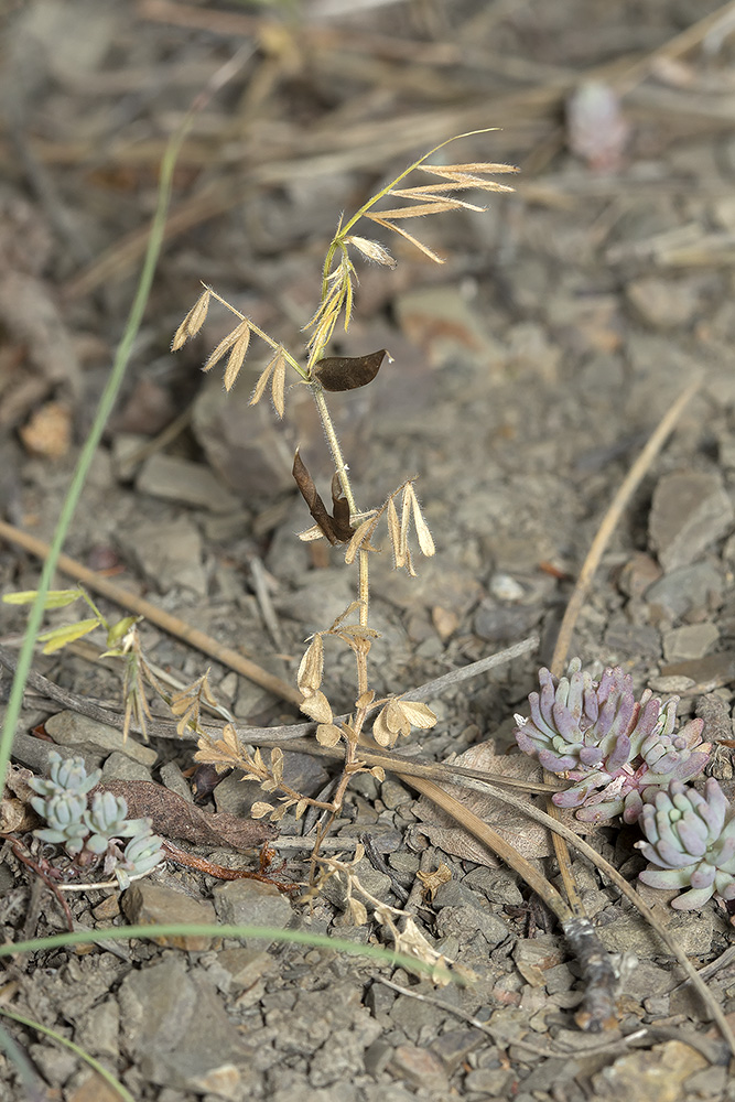Image of Vicia sativa specimen.