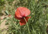 Papaver dubium. Верхушки побегов с цветком и незрелым плодом. Испания, Каталония, пров. Жирона, комарка Баш Эмпорда, муниципалитет Калонже, кромка залежи. 18.04.2025.