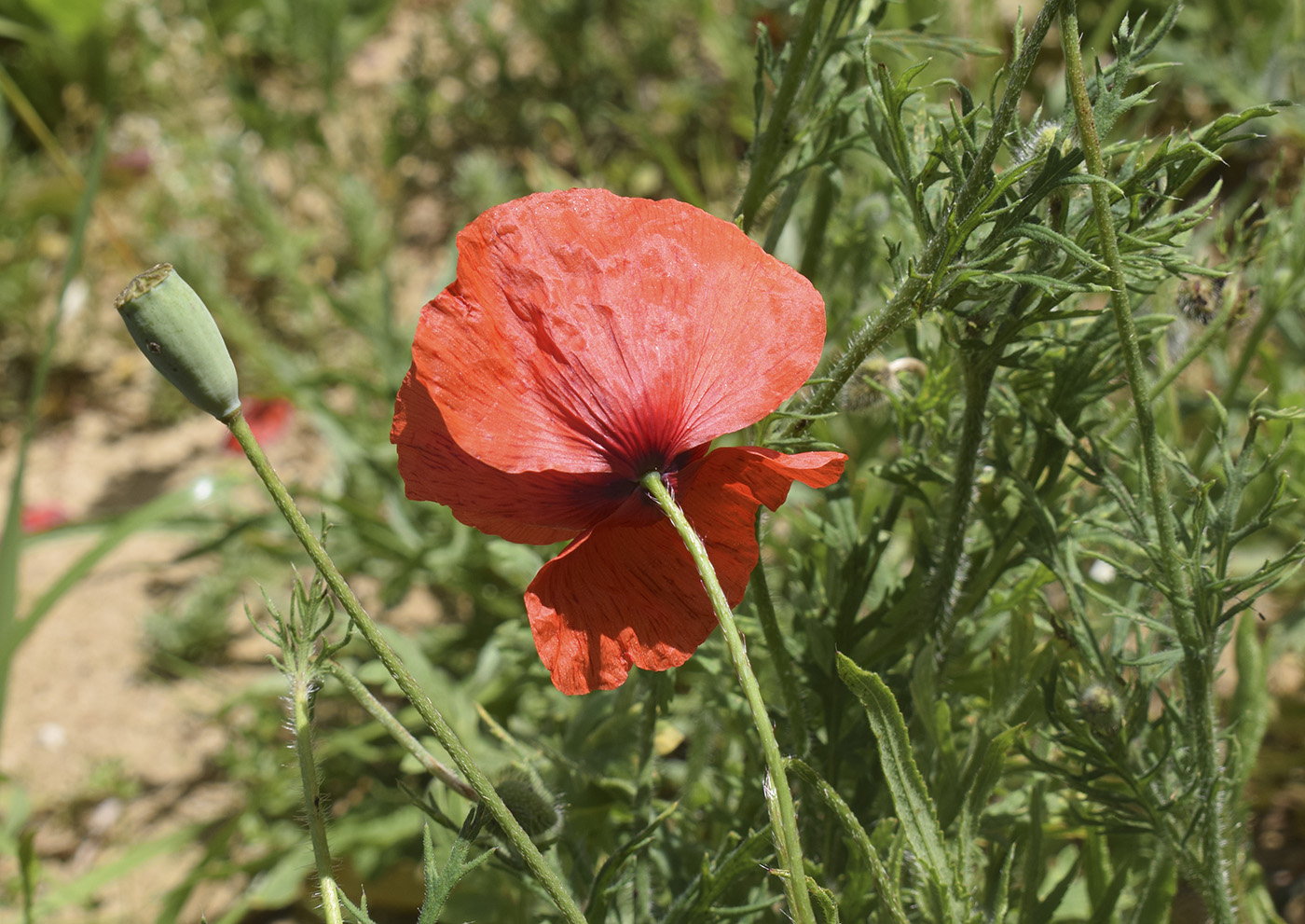 Image of Papaver dubium specimen.