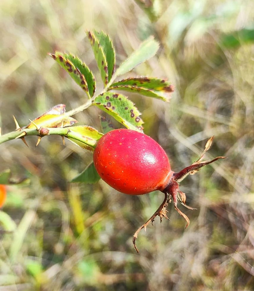 Изображение особи Rosa frutetorum.