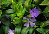 Vinca minor