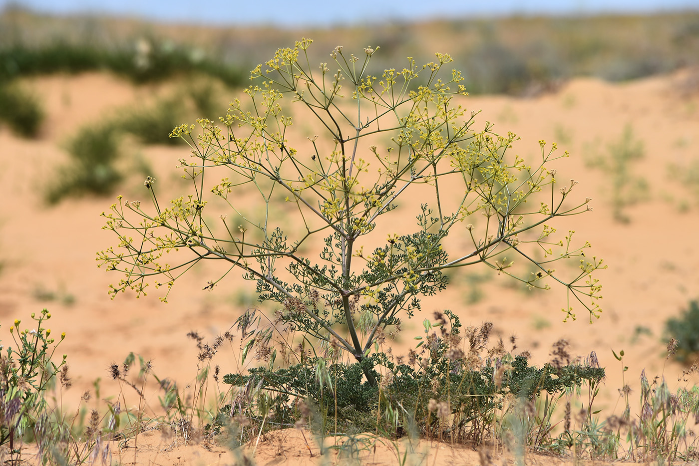 Изображение особи Ferula caspica.