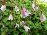Linnaea borealis. Соцветия. Коми, Интинский р-н, пос. Желанный, Приполярный Урал, долина р. Балбанью, правый борт руч. Каменистого. 22.07.2010.