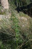 Scrophularia orientalis. Растение с развивающимся соцветием. Турция, ил Ардахан, левый борт долины р. Рабат, подножие крепости Шайтан Калеси, выс. 1980 м н.у.м., луг. 18 мая 2025 г.