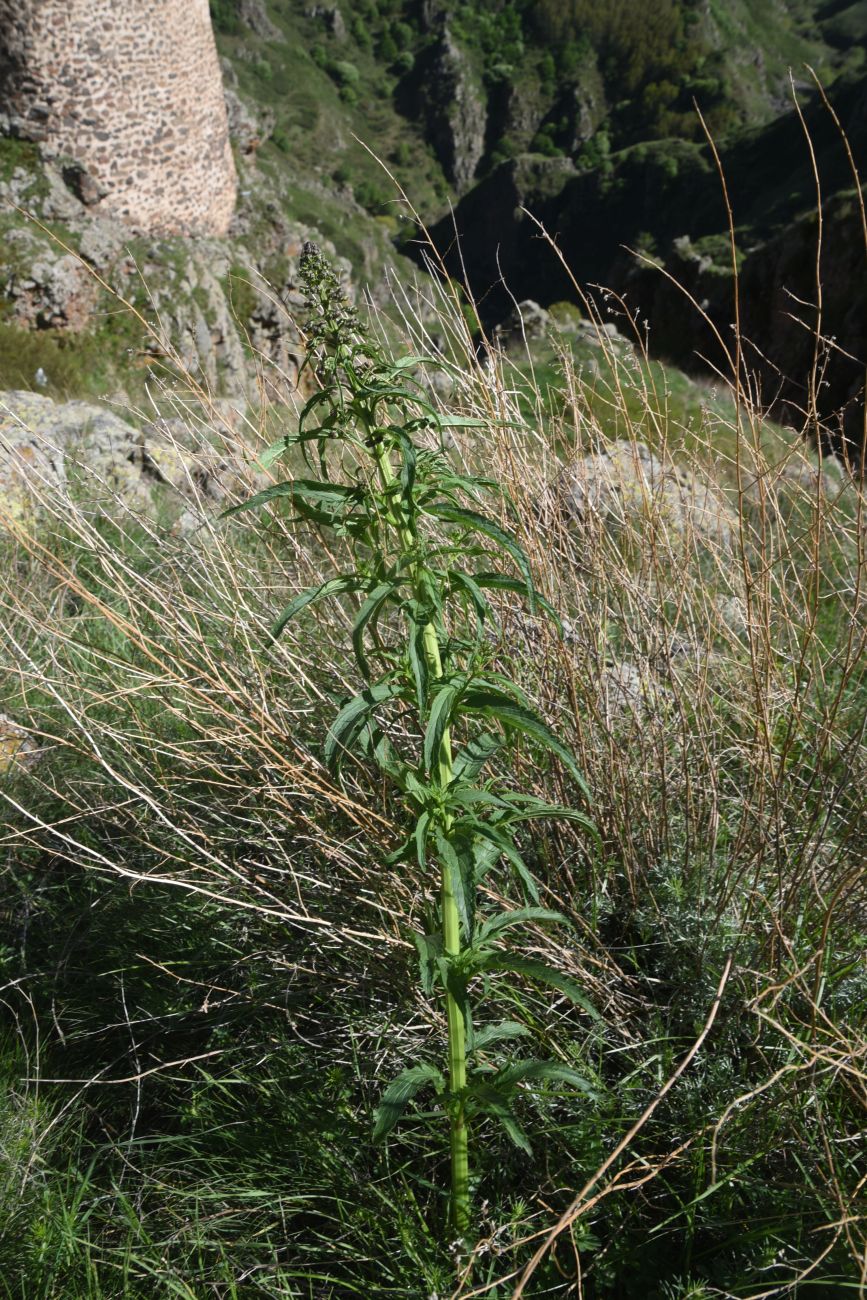 Image of Scrophularia orientalis specimen.