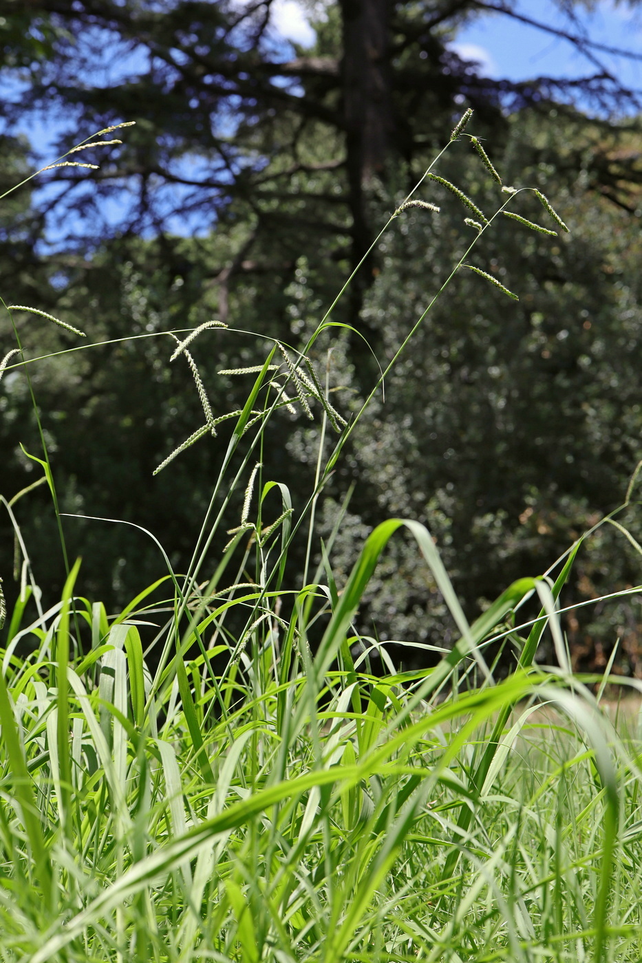 Image of Paspalum dilatatum specimen.
