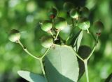 Euonymus japonicus