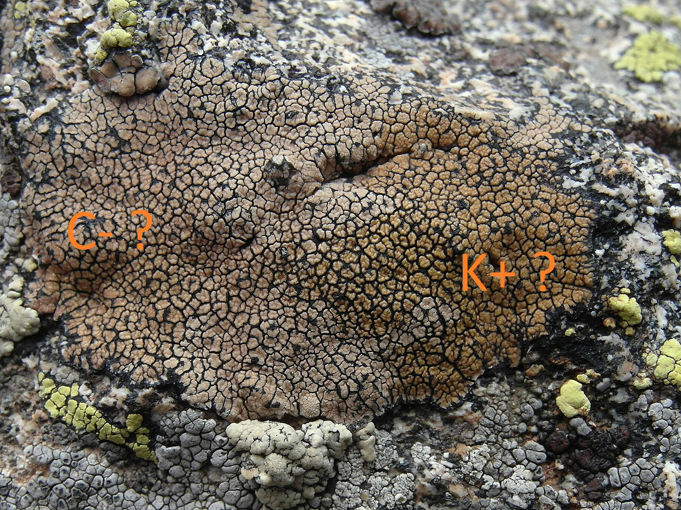 Image of genus Sporastatia specimen.