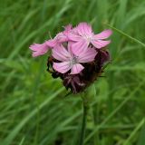 Dianthus capitatus