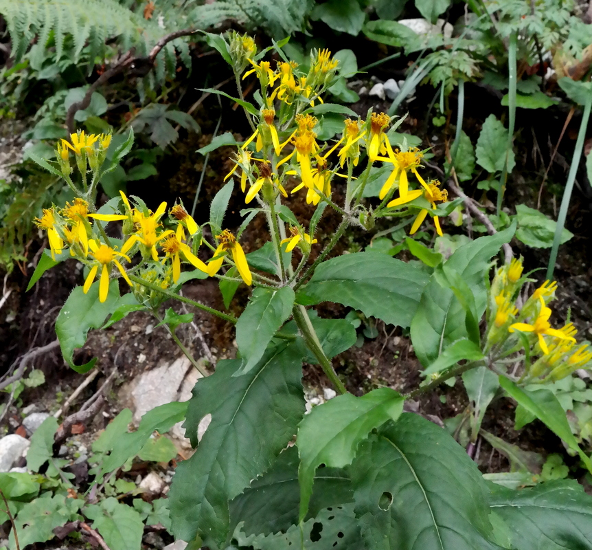 Image of Senecio propinquus specimen.