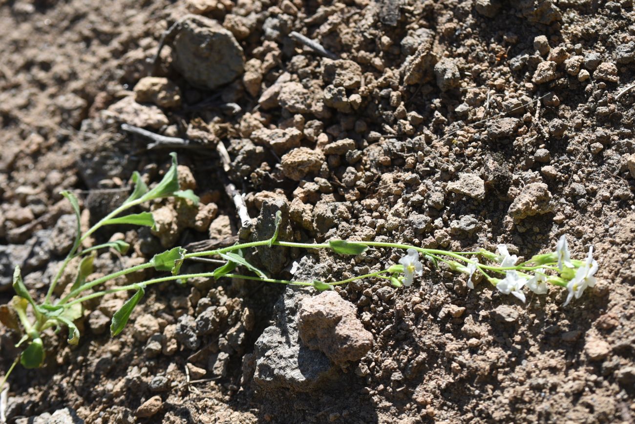 Image of Arabis caucasica specimen.