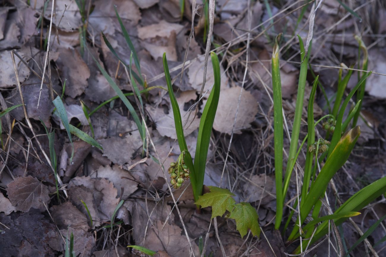 Изображение особи семейство Hyacinthaceae.