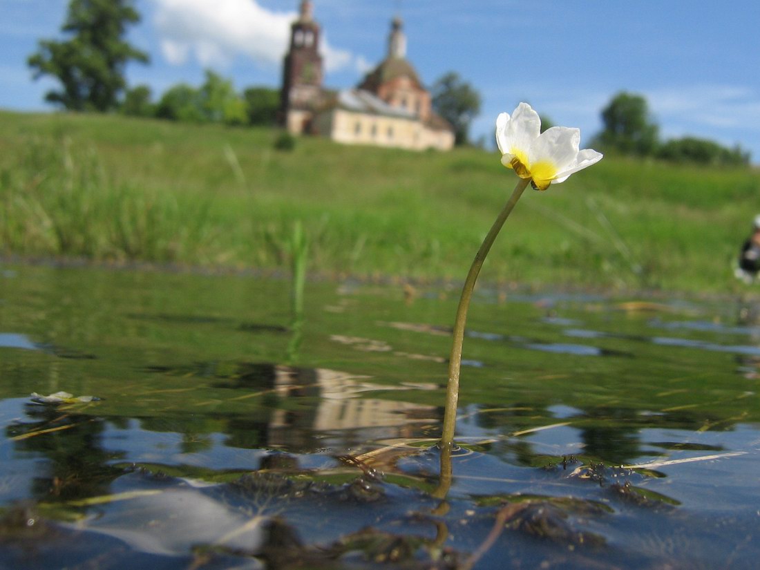 Image of Ranunculus circinatus specimen.