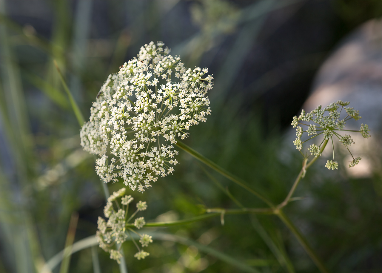 Изображение особи Cenolophium fischeri.