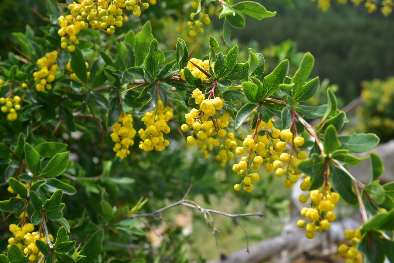 Image of genus Berberis specimen.