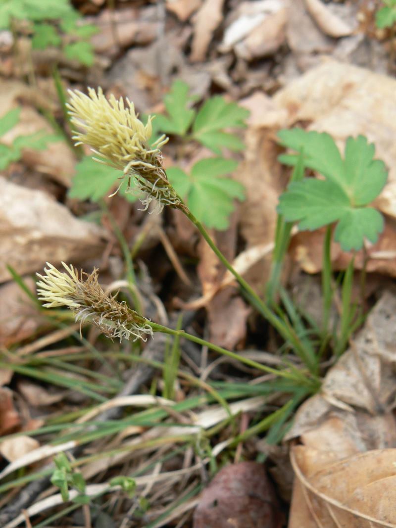 Изображение особи Carex nanella.