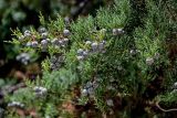 Juniperus chinensis. Верхушка ветви с незрелыми шишкоягодами. Португалия, округ Сантарен, р-н Фатима, в культуре. 07.08.2025.