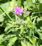 genus Geranium. Верхушка цветущего растения. Абхазия, Гагрский р-н, 1800 м н.у.м., субальпийский луг. 12.06.2025.