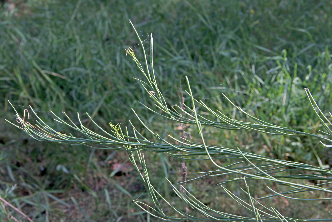 Image of Turritis glabra specimen.