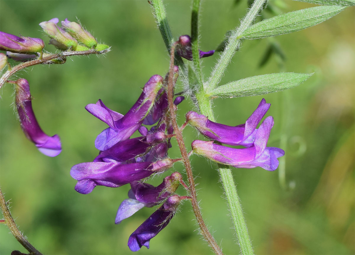 Изображение особи род Vicia.
