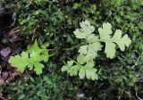 Dryopteris carthusiana