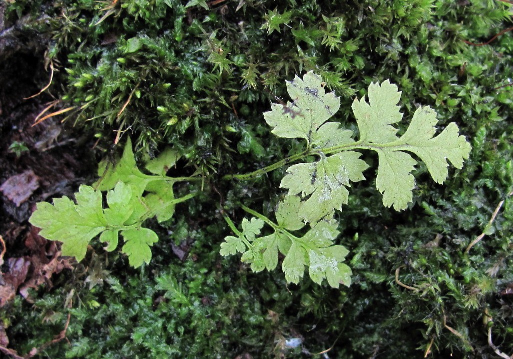 Изображение особи Dryopteris carthusiana.