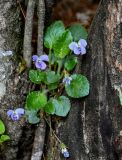 Viola diffusa