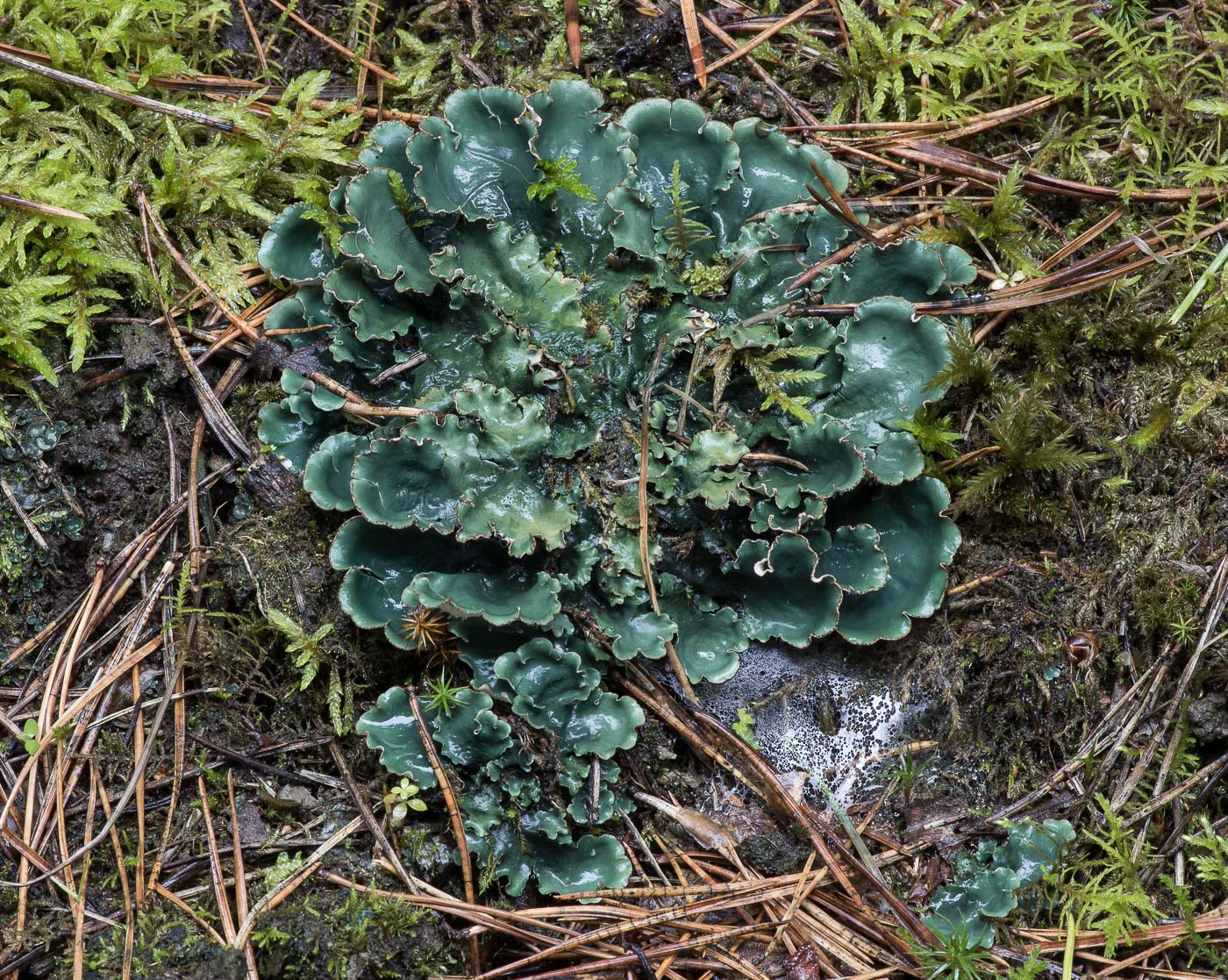 Изображение особи род Peltigera.