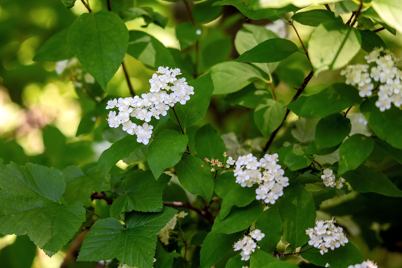 Image of Unknown species specimen.