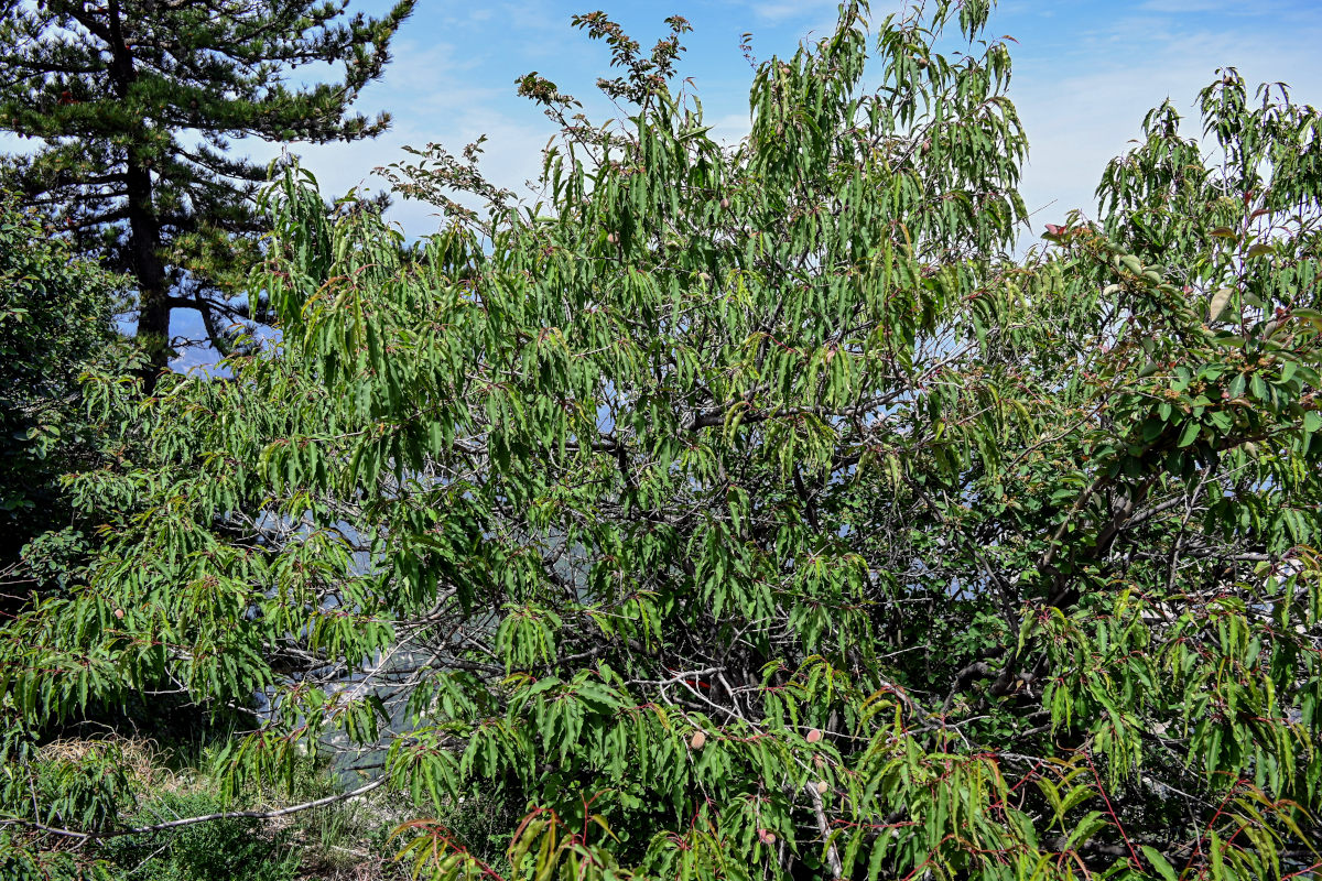 Image of Armeniaca davidiana specimen.